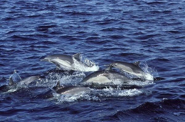 Long-beaked common dolphin Gulf of California (Sea of Cortez), Mexico