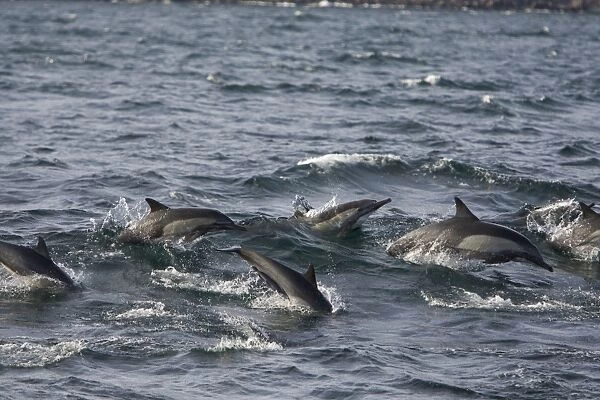 Long-beaked Common Dolphins - Baja California - Mexico