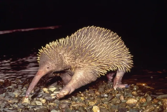 Framed Print : Long-beaked Echidna Framed Print : Long-beaked Echidna