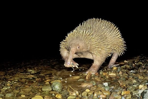 Long-beaked Echidna - Crossing water, Papua New Guinea endemic, New Guinea highland forests JPF27528