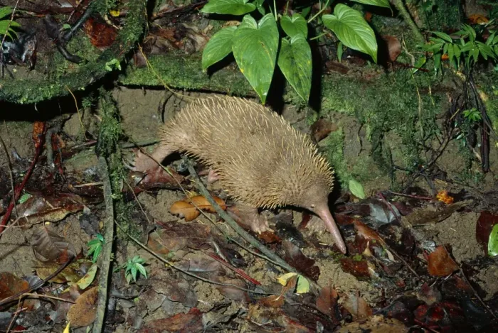 Framed Print : Long-beaked Echidna - foraging, Papua New Gunea, endemic, New guinea highland forests JPF27522 Framed Print : Long-beaked Echidna - foraging, Papua New Gunea, endemic, New guinea highland forests JPF27522