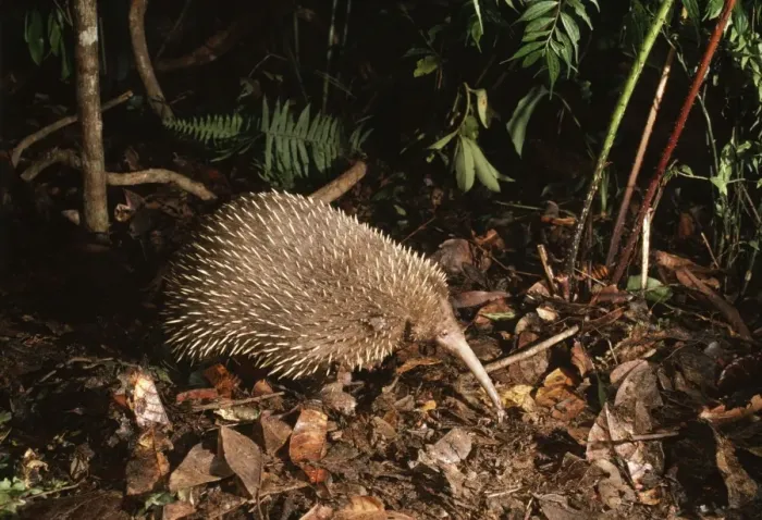 Framed Print : Long-beaked Echidna New Guinea Highland Forest Framed Print : Long-beaked Echidna New Guinea Highland Forest