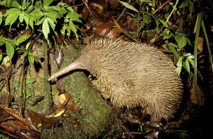 Framed Print : Long-beaked Echidna - Searching for worms - Papua New Guinea JPF27525 Framed Print : Long-beaked Echidna - Searching for worms - Papua New Guinea JPF27525