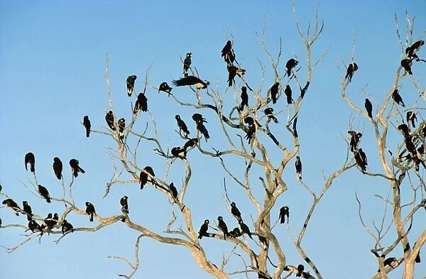 Long-billed Black Cockatoo - Flock perched in bare-branched tree, Western Australia JPF07609