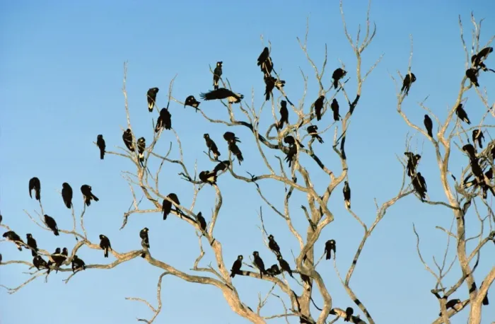 Framed Print : Long-billed Black Cockatoo - Flock perched in bare-branched tree, Western Australia JPF07609 Framed Print : Long-billed Black Cockatoo - Flock perched in bare-branched tree, Western Australia JPF07609