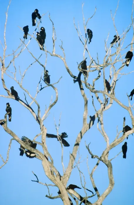 Framed Print : Long-billed Black Cockatoo - Flock perched in bare-branched tree, Western Australia JPF07608 Framed Print : Long-billed Black Cockatoo - Flock perched in bare-branched tree, Western Australia JPF07608