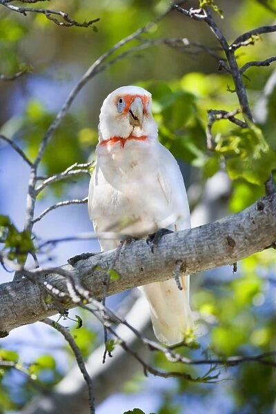 Long-billed Corella - adult female sitting on a tree branch calling out - Phillip Island, Victoria, Australia