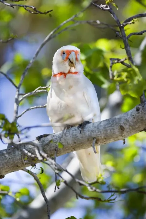 Framed Print : Long-billed Corella - adult female sitting on a tree branch calling out - Phillip Island, Victoria, Australia Framed Print : Long-billed Corella - adult female sitting on a tree branch calling out - Phillip Island, Victoria, Australia