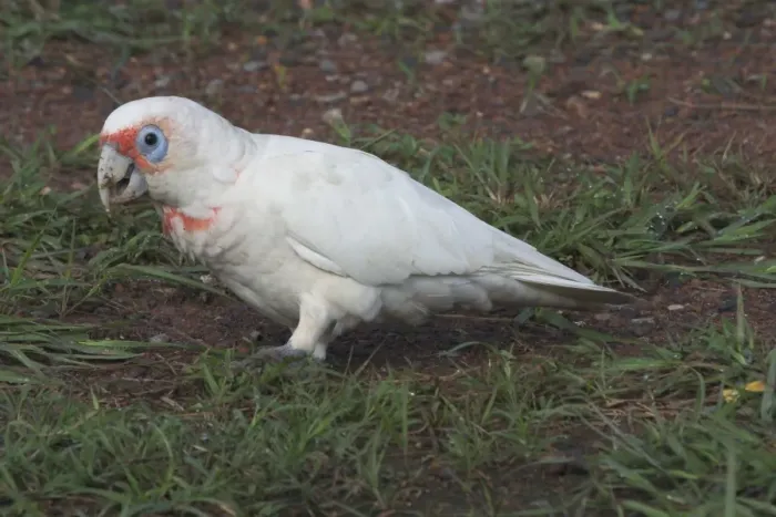 Framed Print : Long-billed Corella Roadside near Palmerston, Northern Territory, Australia. This bird would have to be a cage escape as the Northern Territory is far from its normal habitat Framed Print : Long-billed Corella Roadside near Palmerston, Northern Territory, Australia. This bird would have to be a cage escape as the Northern Territory is far from its normal habitat