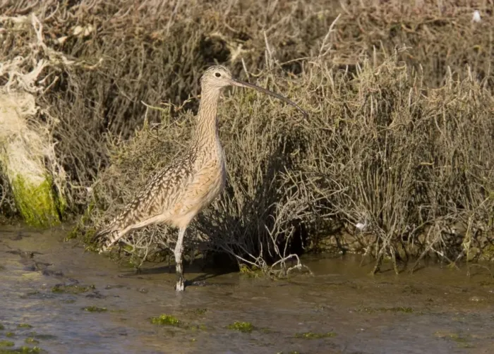 Framed Print : Long-billed Curlew - feeding in saltmarsh and mudflats - California - United States Framed Print : Long-billed Curlew - feeding in saltmarsh and mudflats - California - United States