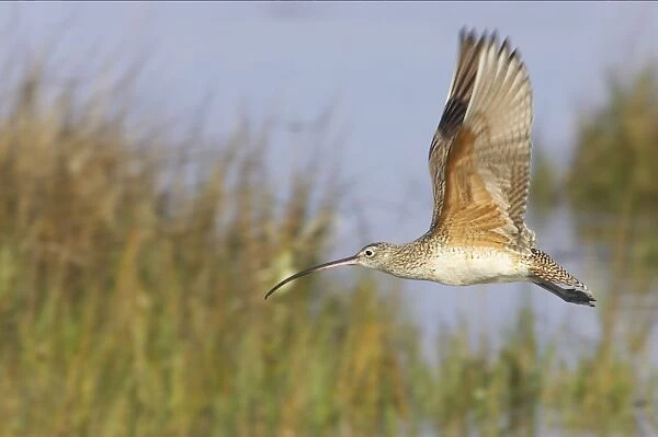 Long Billed Curlew - in flight. Fort de Soto, florida, USA BI001859