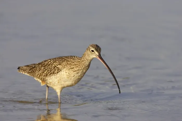Framed Print : Long Billed Curlew. Fort de Soto, florida, USA BI001851 Framed Print : Long Billed Curlew. Fort de Soto, florida, USA BI001851
