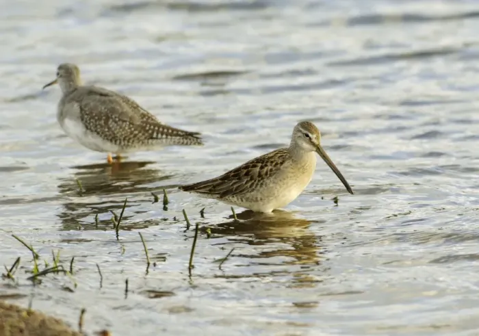 Framed Print : Long-billed Dowitcher - feeding vagrant - Cornwall - UK - October Framed Print : Long-billed Dowitcher - feeding vagrant - Cornwall - UK - October