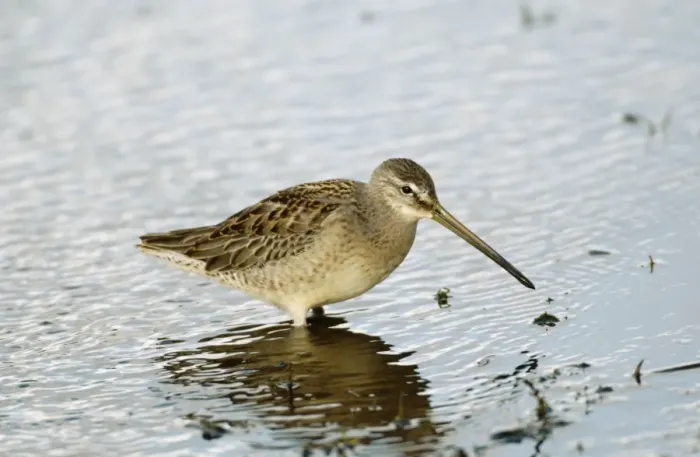 Framed Print : Long-billed Dowitcher - feeding vagrant - Cornwall - UK - October Framed Print : Long-billed Dowitcher - feeding vagrant - Cornwall - UK - October