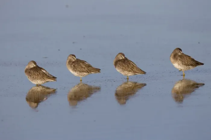 Framed Print : Long-billed Dowitcher - March in Arizona - USA Framed Print : Long-billed Dowitcher - March in Arizona - USA