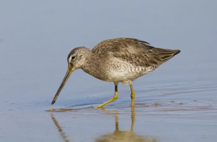Framed Print : Long-billed Dowitcher - March in Arizona - USA Framed Print : Long-billed Dowitcher - March in Arizona - USA