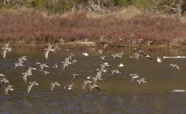Long-billed Dowitchers - flock in flight - California, United States