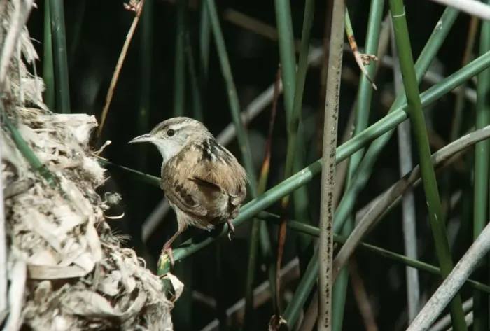 Framed Print : Long-billed Marsh Wren Framed Print : Long-billed Marsh Wren