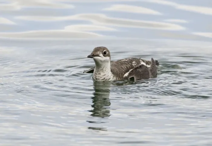 Framed Print : Long - billed Murrelet - in water - vagrant in Devon UK Framed Print : Long - billed Murrelet - in water - vagrant in Devon UK