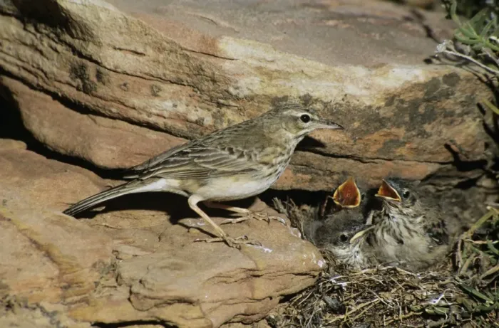 Framed Print : Long-billed / Nicholson's Pipit - at nest with young Framed Print : Long-billed / Nicholson's Pipit - at nest with young
