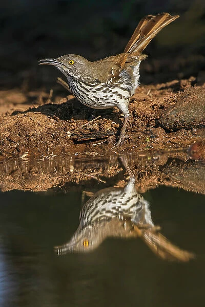 Long-billed thrasher drinking from small pond, Rio Grande Valley, Texas Date: 24-04-2021