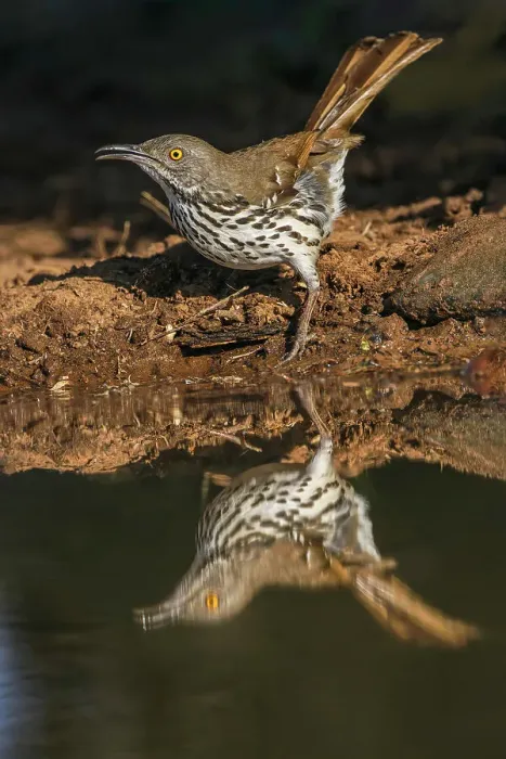 Framed Print : Long-billed thrasher drinking from small pond, Rio Grande Valley, Texas Date: 24-04-2021 Framed Print : Long-billed thrasher drinking from small pond, Rio Grande Valley, Texas Date: 24-04-2021