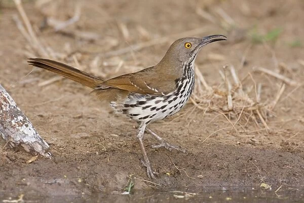 Long-billed Thrasher South Texas in March