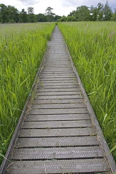 Long empty boardwalk through reedbeds Hickling Broads Norfolk UK