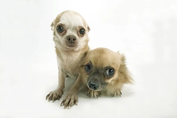Long-coat and smooth-coat Chihuahua dogs - two puppies
