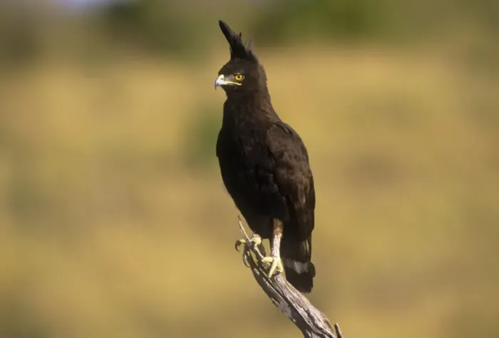 Framed Print : Long-crested Eagle Framed Print : Long-crested Eagle