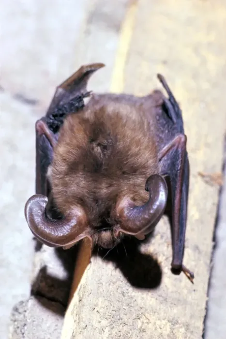 Framed Print : Long-eared Bat Framed Print : Long-eared Bat