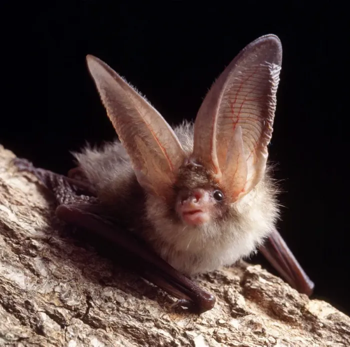 Framed Print : Long-eared Bat Framed Print : Long-eared Bat