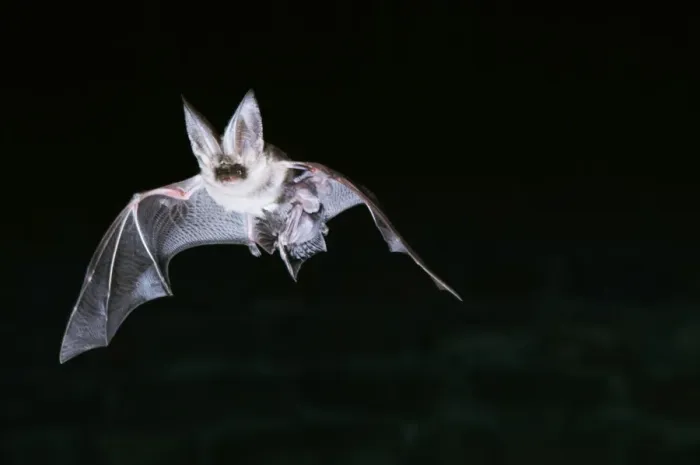 Framed Print : Long-Eared Bat - In flight, carrying young Framed Print : Long-Eared Bat - In flight, carrying young