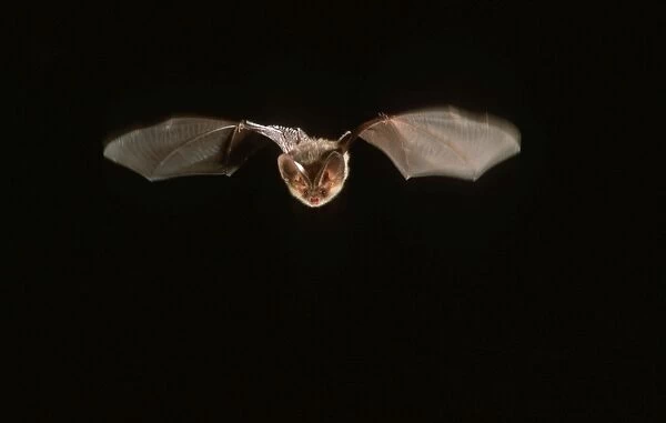 Long-eared Bat in flight at night