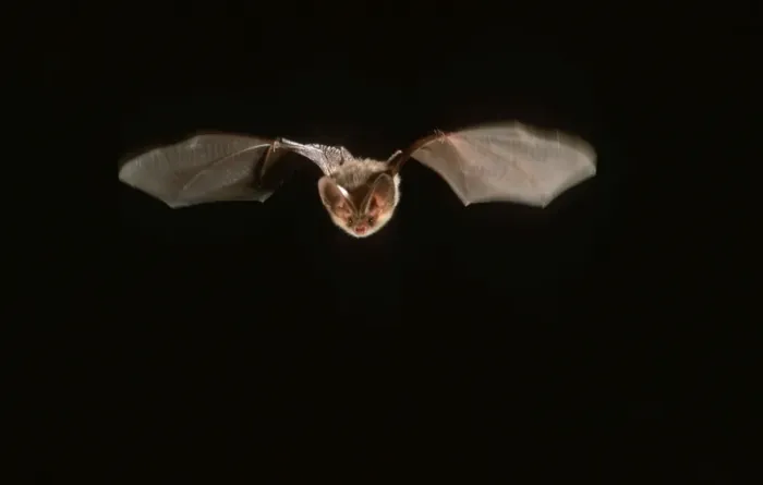 Framed Print : Long-eared Bat in flight at night Framed Print : Long-eared Bat in flight at night