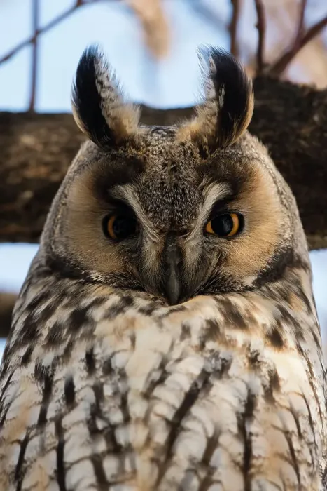 Framed Print : Long-eared owl (Asio otus), Kikinda, Serbia. Date: 29-01-2019 Framed Print : Long-eared owl (Asio otus), Kikinda, Serbia. Date: 29-01-2019