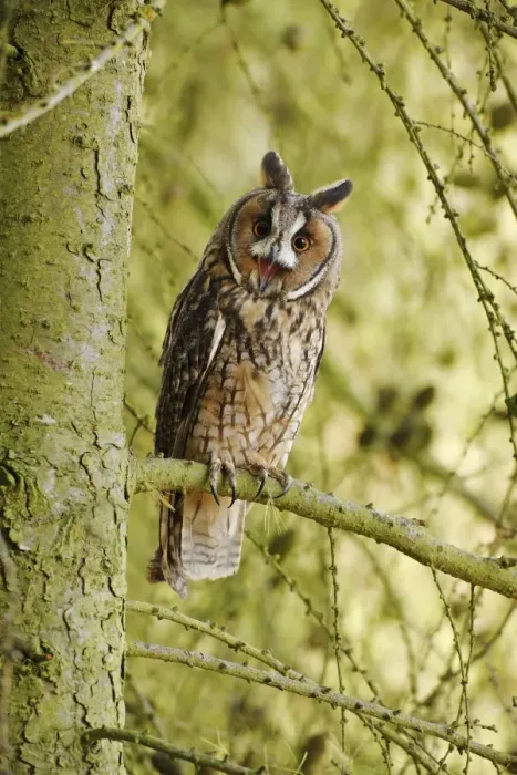 Framed Print : Long eared Owl - calling from larch tree 8562 Framed Print : Long eared Owl - calling from larch tree 8562