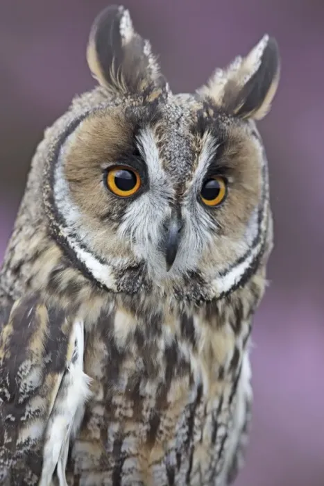 Framed Print : Long eared Owl - close up - West Wales UK 007840 Framed Print : Long eared Owl - close up - West Wales UK 007840