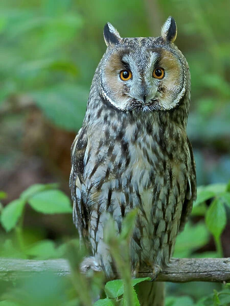 Long-eared owl. Enclosure in the Bavarian Forest National Park, Germany, Bavaria Date: 03-06-2021