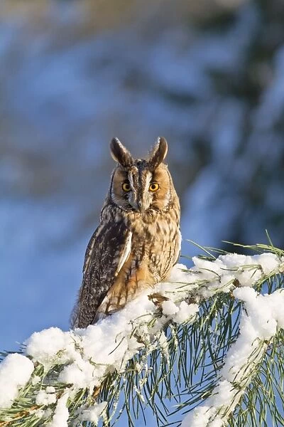 Long eared Owl - on fir tree in snow - controlled conditions 8698