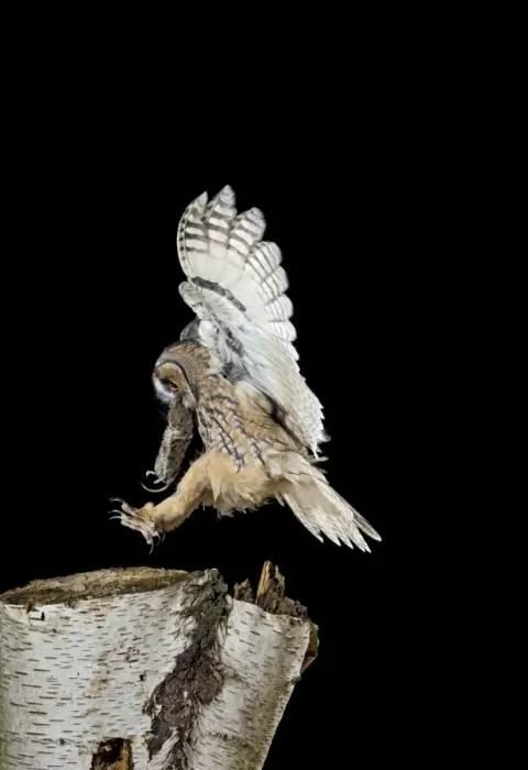 Framed Print : Long eared Owl - landing on birch stump with vole prey - Bedfordshire UK 007701 Framed Print : Long eared Owl - landing on birch stump with vole prey - Bedfordshire UK 007701