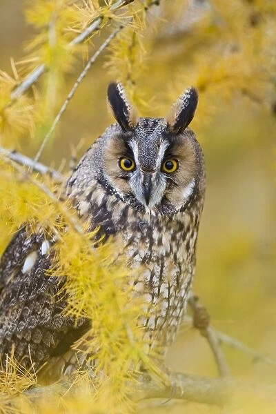 Long Eared Owl - in larch tree in Autumn - controlled conditions 11609