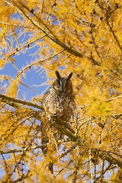 Long Eared Owl - in larch tree in Autumn - controlled conditions 11642
