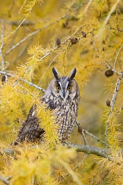 Long Eared Owl - in larch tree in Autumn - controlled conditions 11607