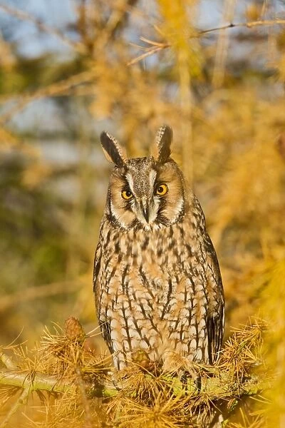 Long Eared Owl - in larch tree in Autumn - controlled conditions 11634