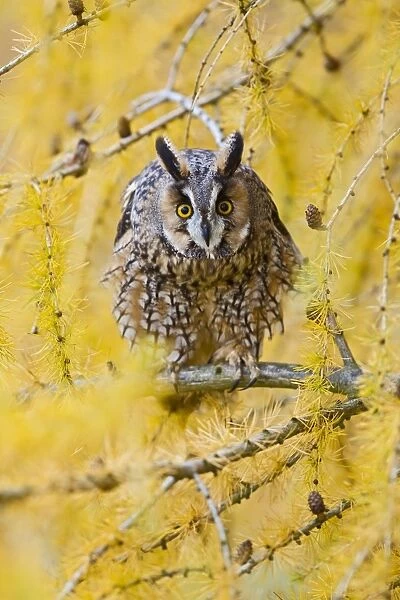 Long Eared Owl - in larch tree in Autumn - controlled conditions 11612