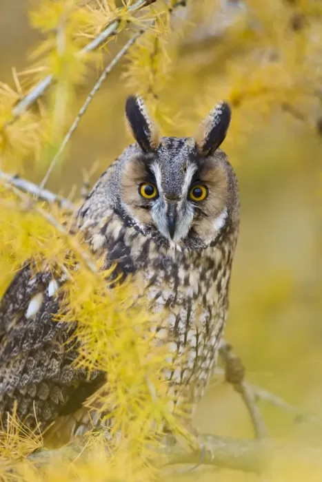 Framed Print : Long Eared Owl - in larch tree in Autumn - controlled conditions 11609 Framed Print : Long Eared Owl - in larch tree in Autumn - controlled conditions 11609