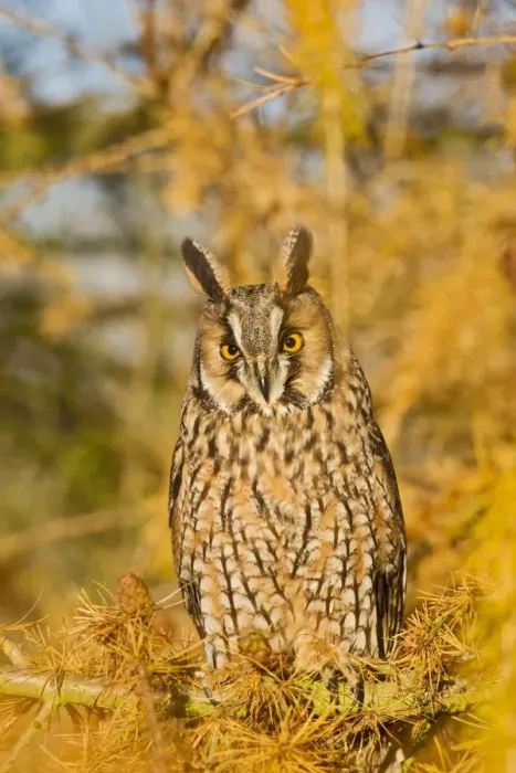 Framed Print : Long Eared Owl - in larch tree in Autumn - controlled conditions 11634 Framed Print : Long Eared Owl - in larch tree in Autumn - controlled conditions 11634