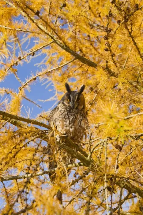 Framed Print : Long Eared Owl - in larch tree in Autumn - controlled conditions 11642 Framed Print : Long Eared Owl - in larch tree in Autumn - controlled conditions 11642
