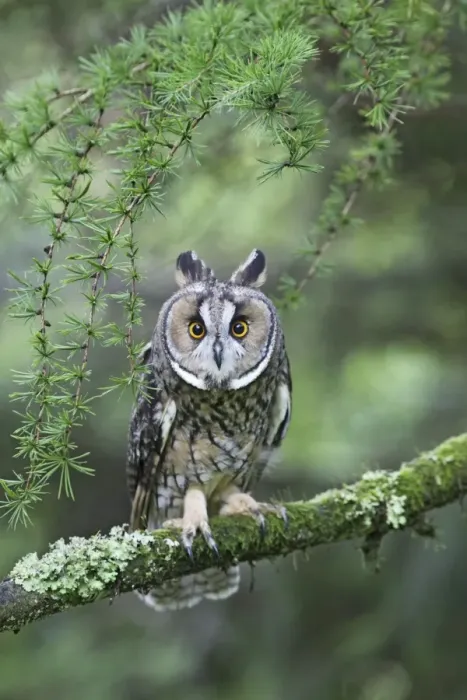 Framed Print : Long eared Owl - in larch tree - West Wales UK 007800 Framed Print : Long eared Owl - in larch tree - West Wales UK 007800